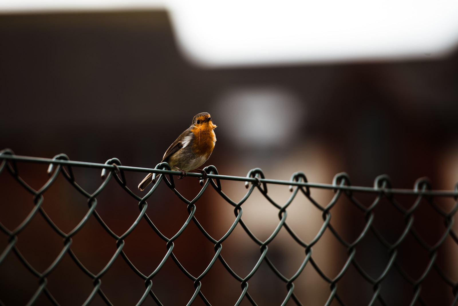 Robin, Trews Orchard