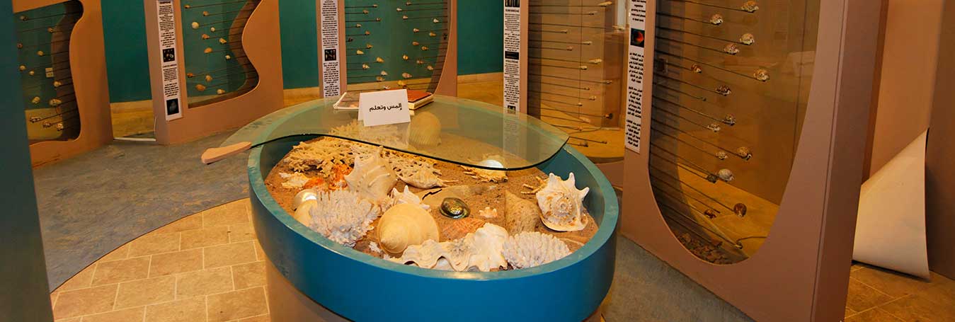 Seashells and Marine Life
