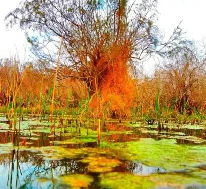 Fifa Nature Reserve