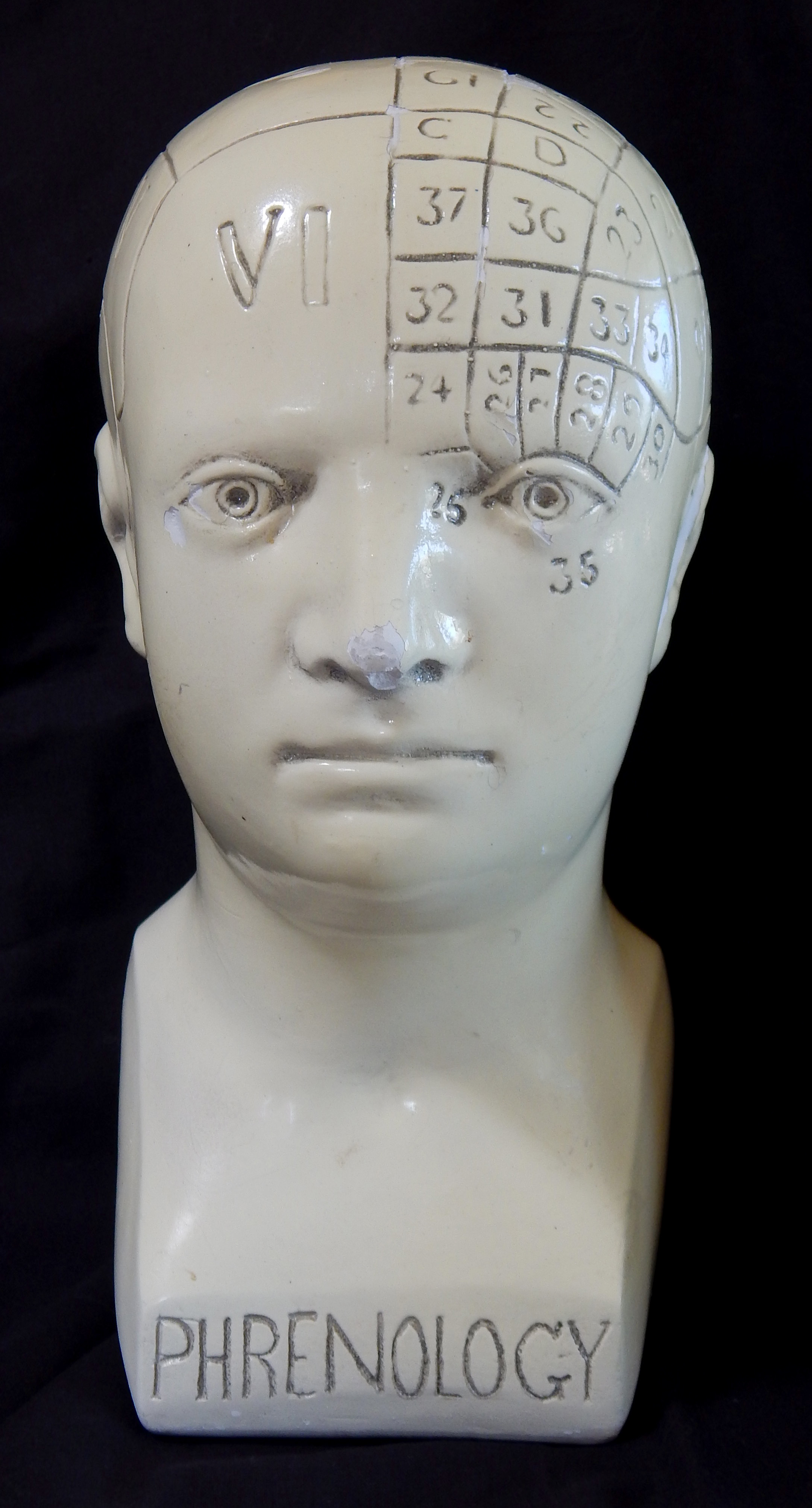 Phrenology Skull (front view)