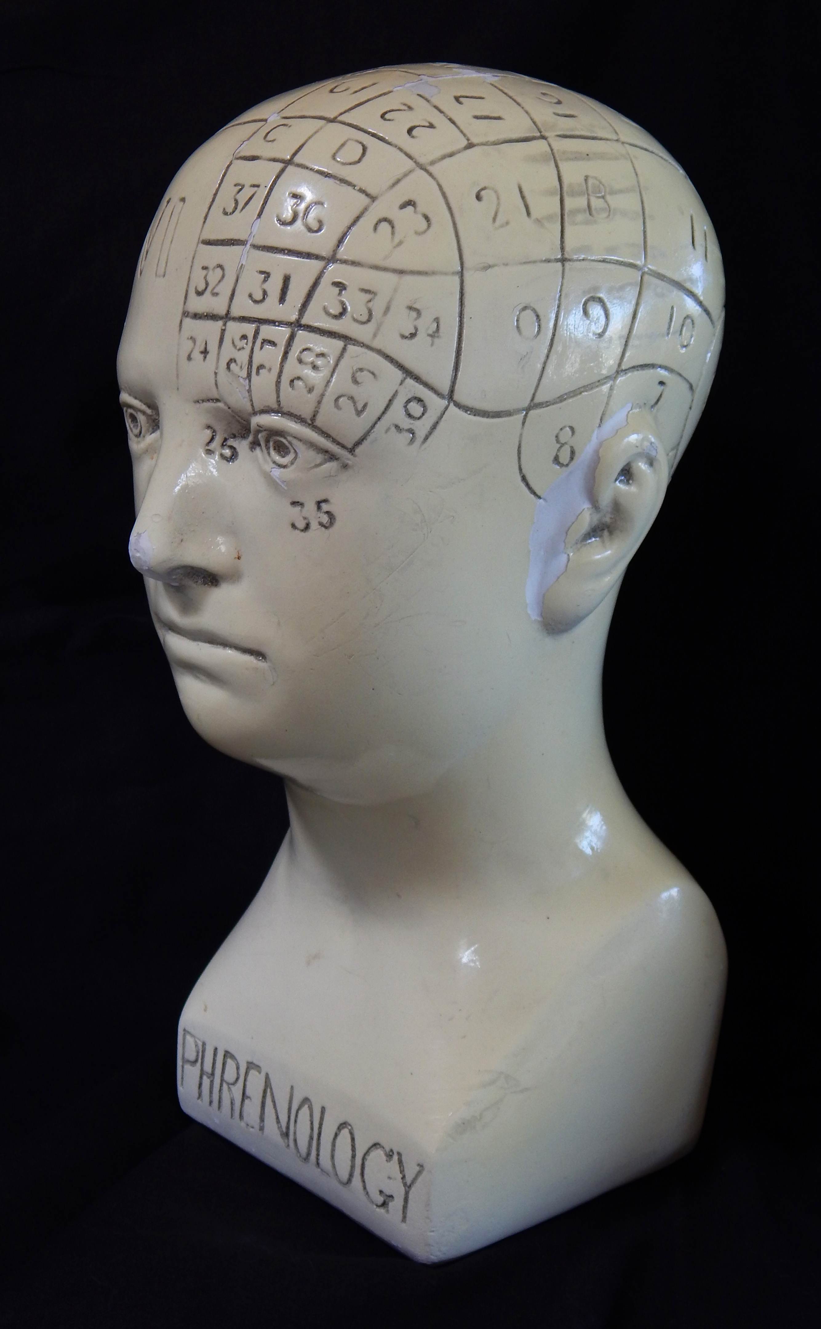 Phrenology Skull (side view)