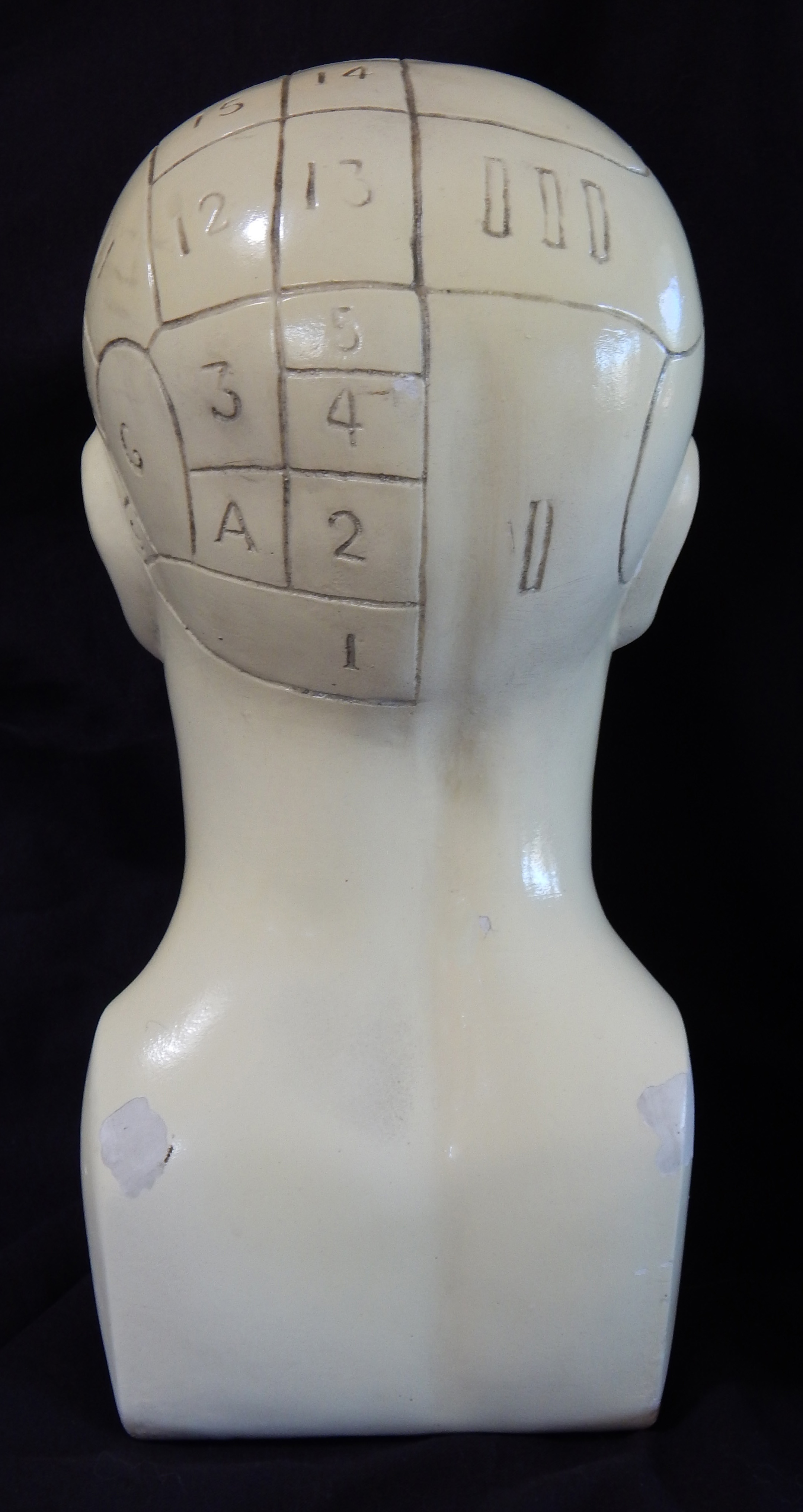 Phrenology Skull (back view)