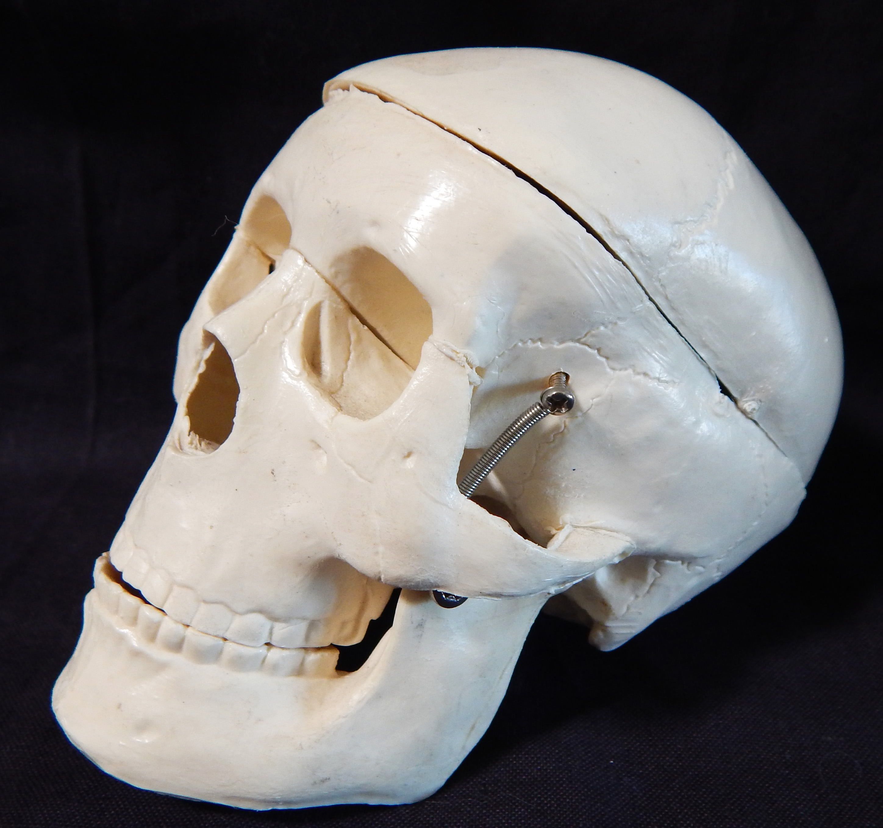 Purchased at the Los Angeles County Coroner's Gift Shop