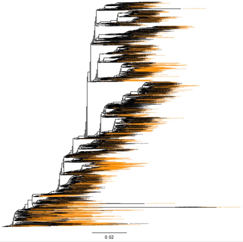 Github Flu Crew Octoflu Script That Labels Phylogenetic Clades Based - Abstract Image Collection - High Resolution Quality
