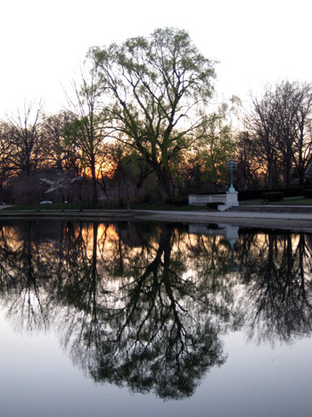 tree reflection in the lagoon