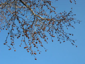 not photoshopped at all. wow blue sky.