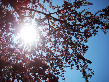 sun and a plethora of pink flowers