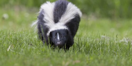 skunks skunk coop chicken rid them predator