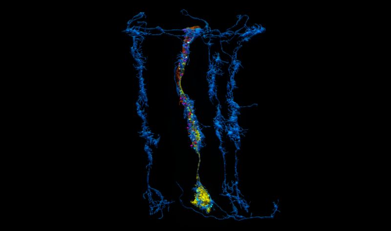 Github Gklab Git Fly Brain Analysis App This Simple Qt Based Gui - Premium Landscape Image Gallery - High Resolution