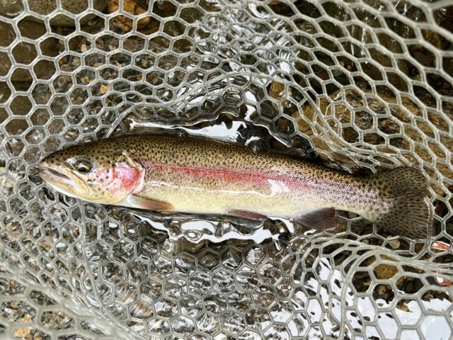 Rainbow Trout, trout Fishing Guides, Fly Fishing