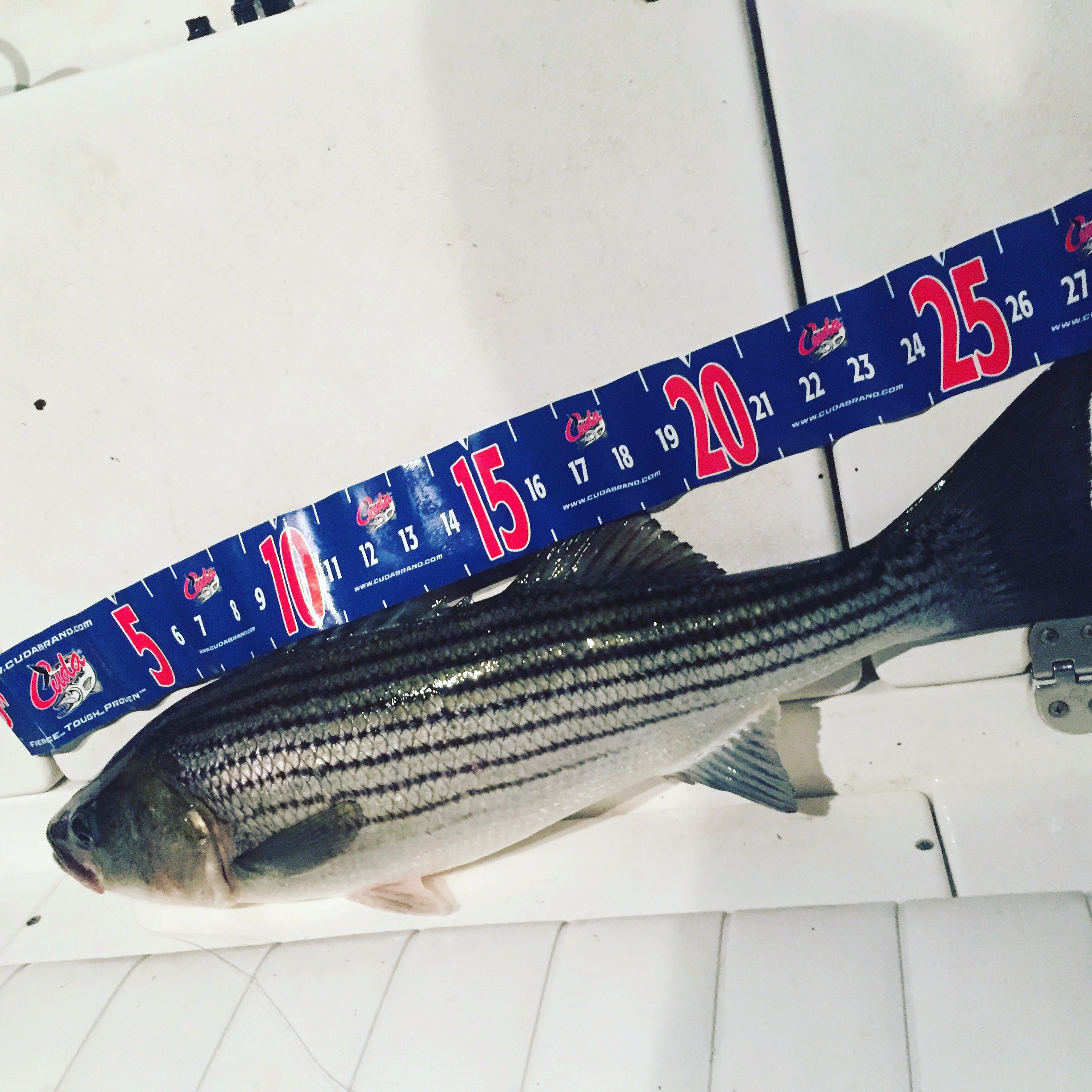 27 inch stripers everywhere