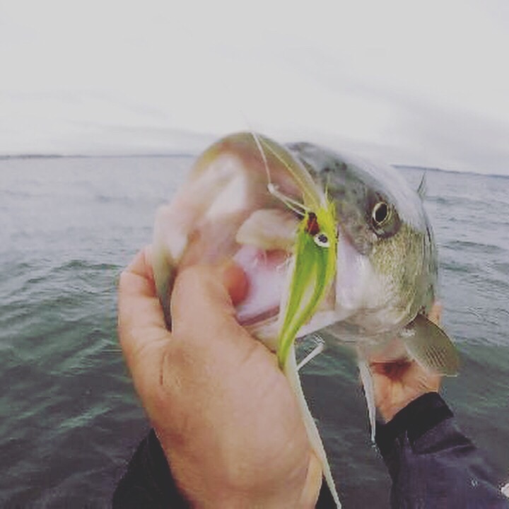 Striped bass can't get enough of the hollow fleyes