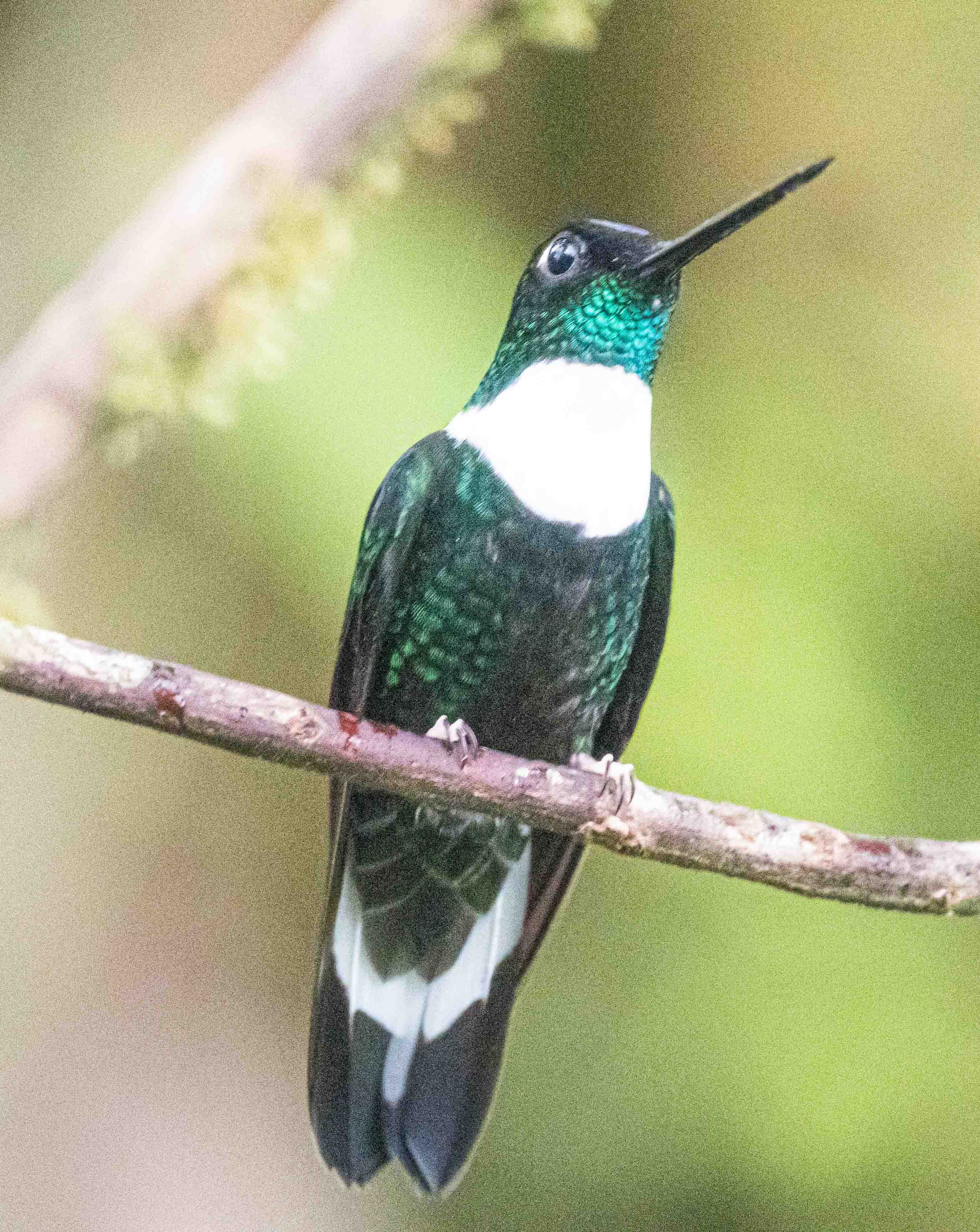 Collared Inca