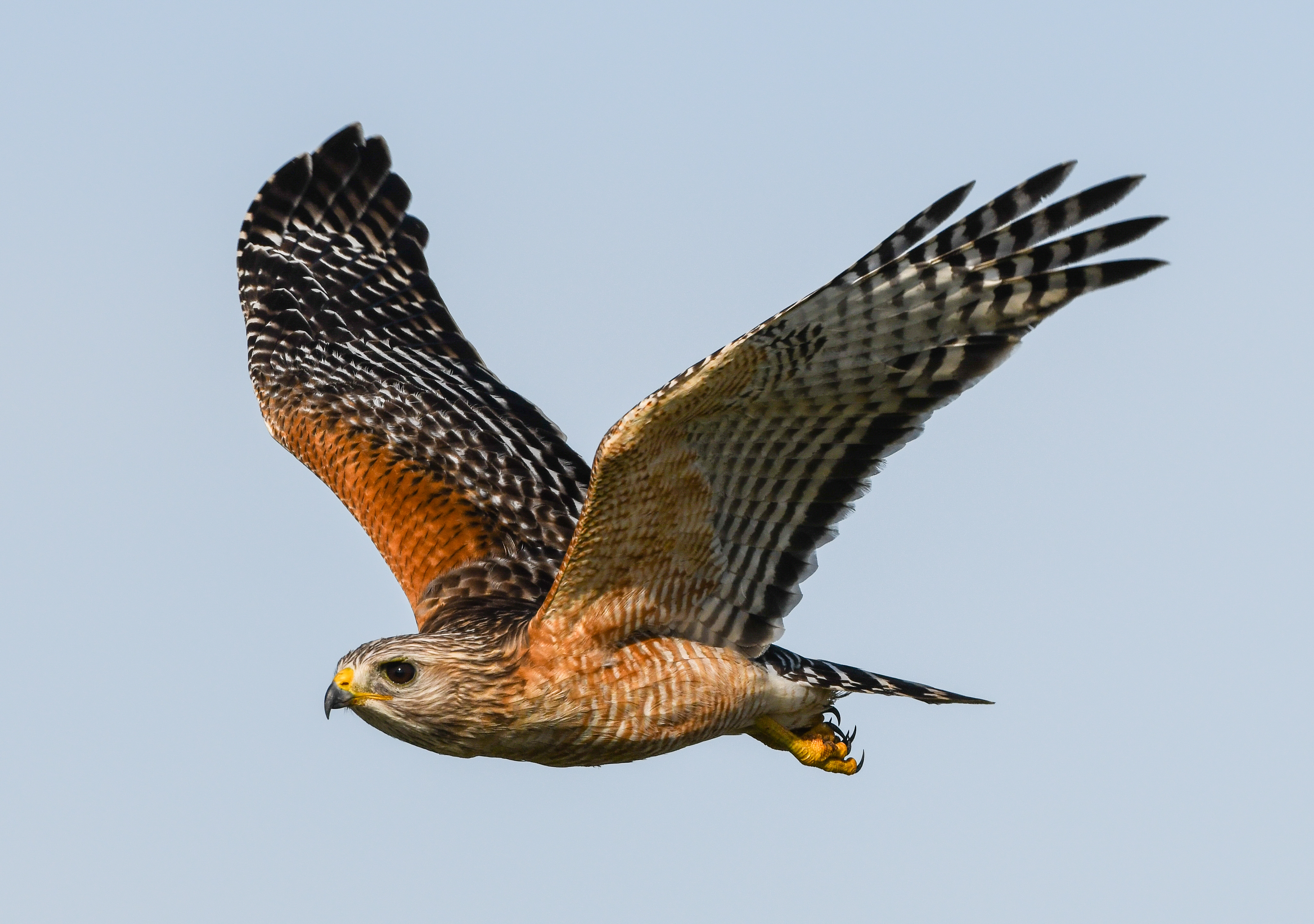 Red-shouldered Hawk perched alertly, its bold striped tail and orange-barred breast detailed in the open light