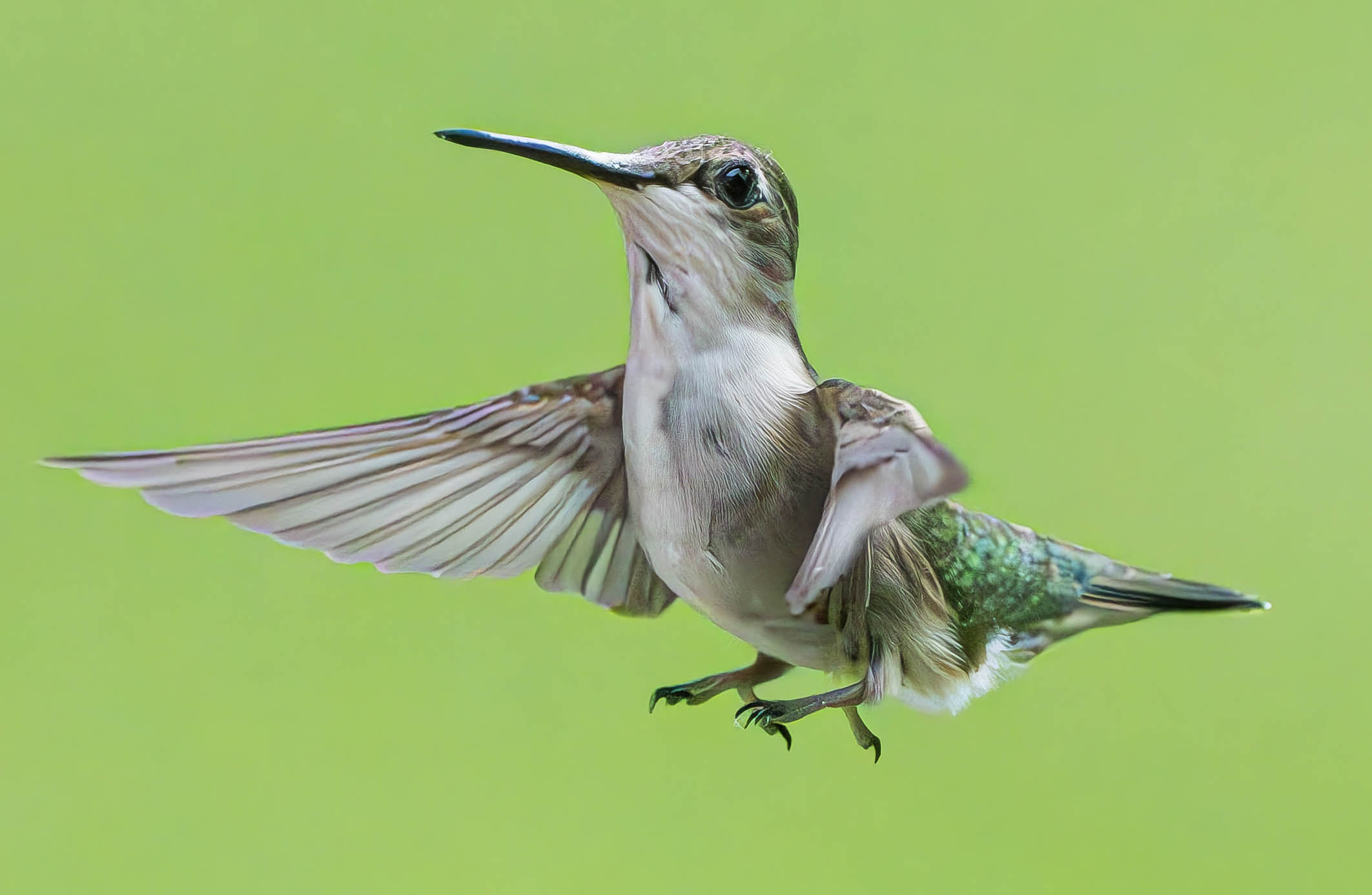 Hummingbirds from Across the Hemisphere