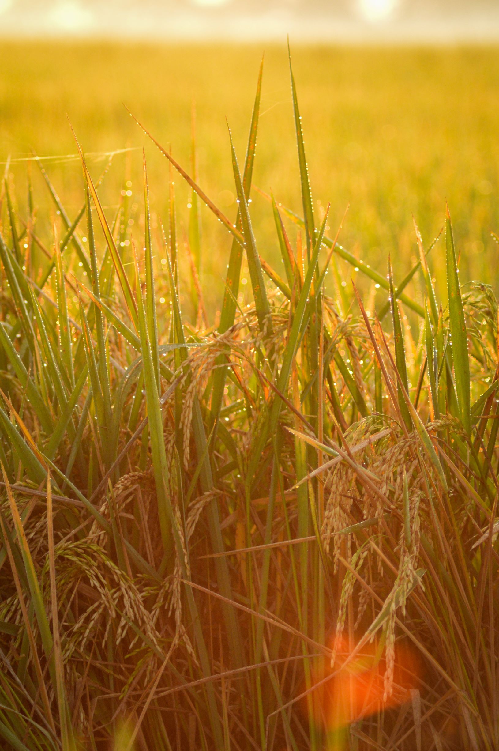 Close up of rice plant