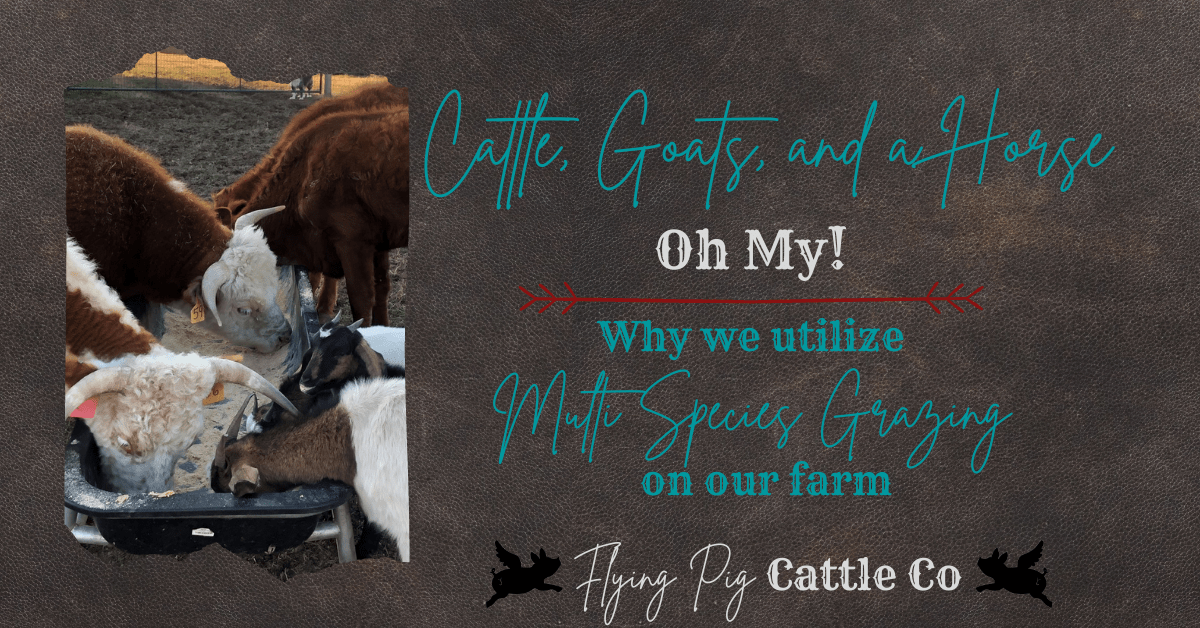 Why we utilize Multi-Species Grazing on our farm.