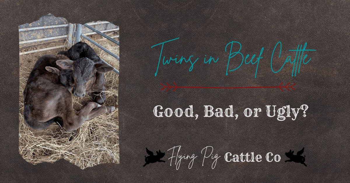 Twins in Beef Cattle: Good, Bad, or Ugly