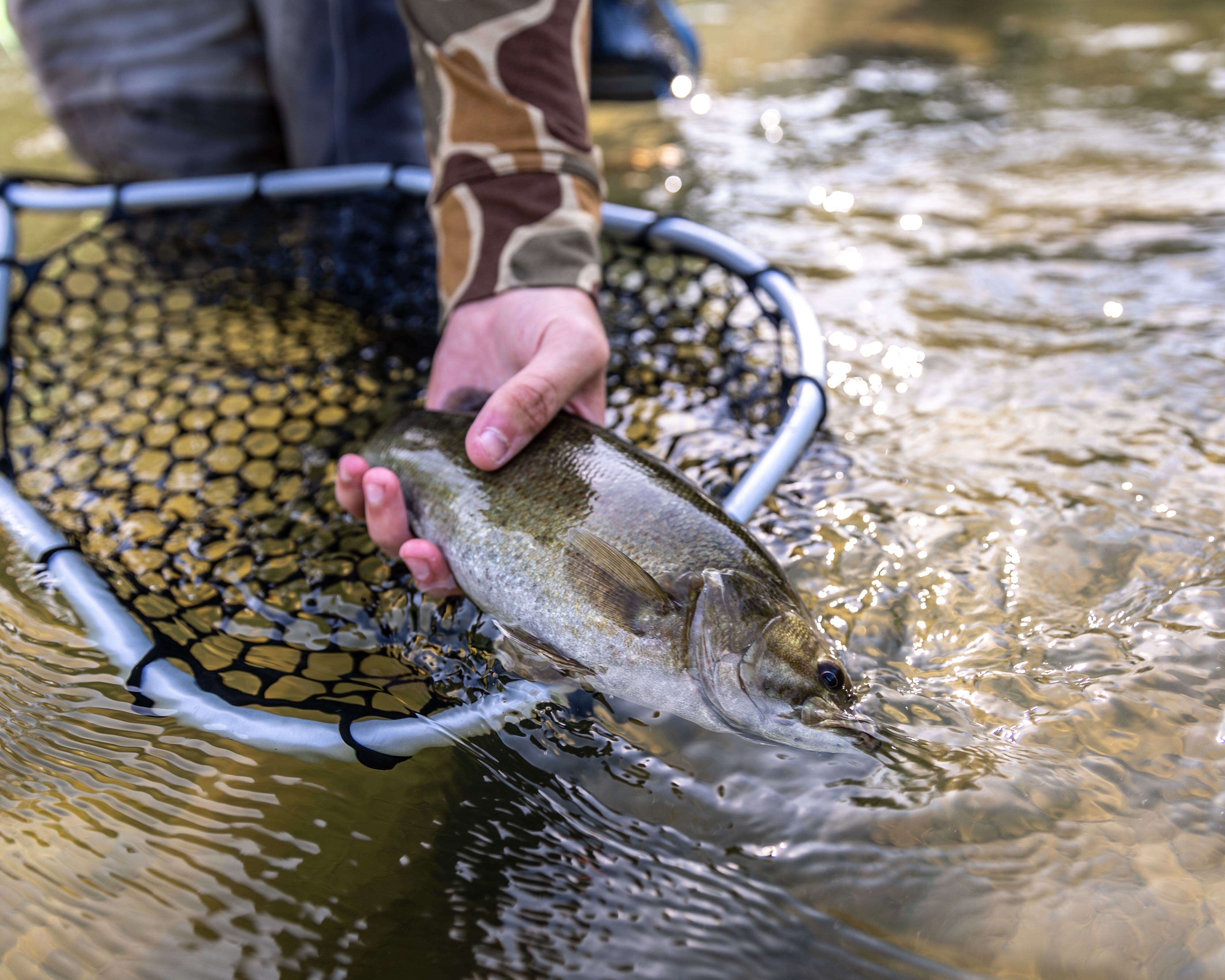 Beginners Guide to Fly Fishing for Bass Flylords Mag