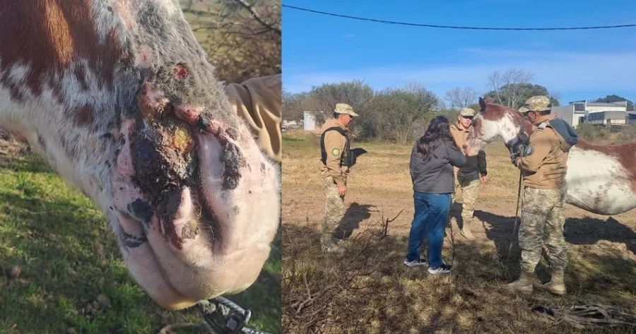 Maltrato animal en Colón, Entre Ríos