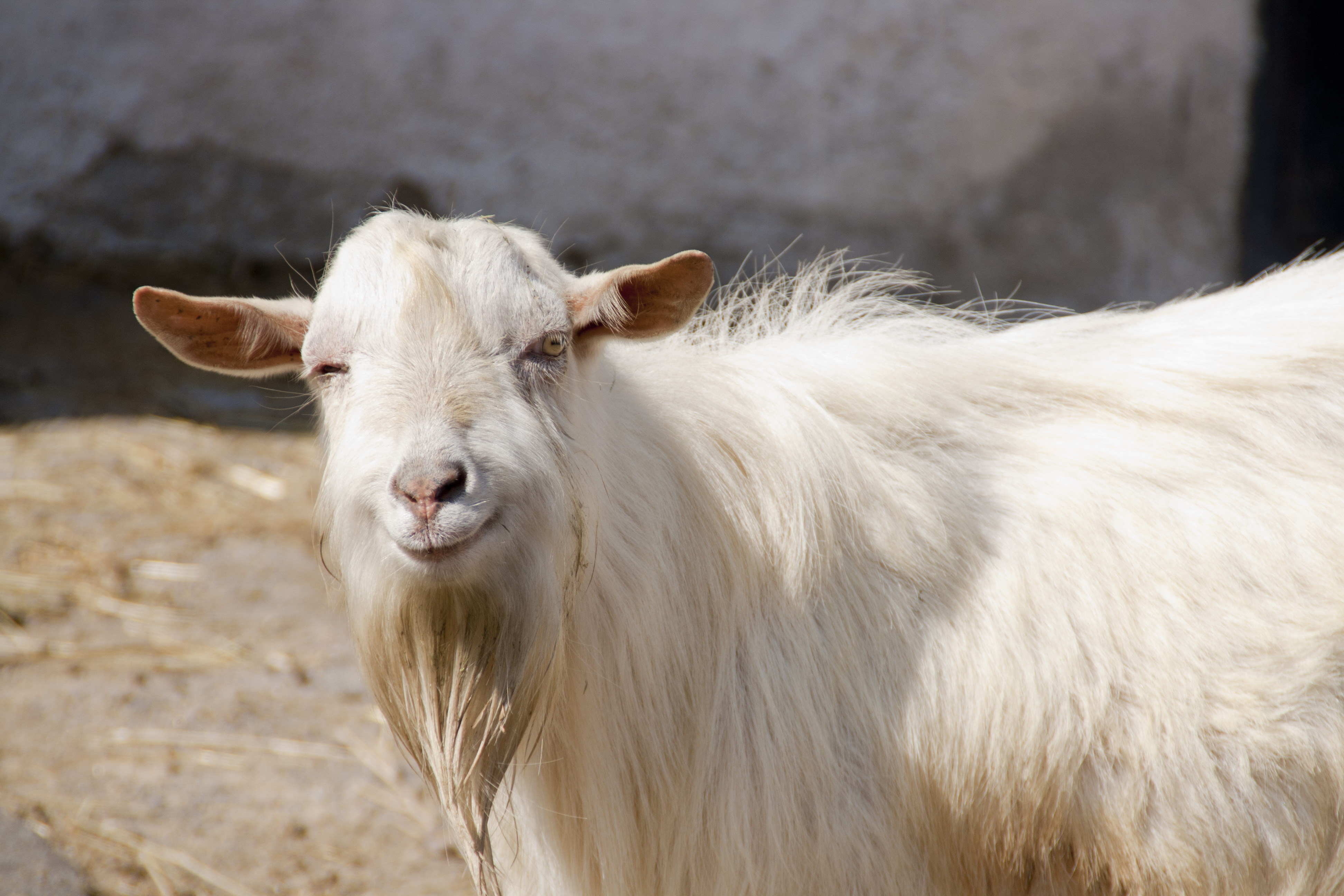 34+ Clever The Blind Man By Kate Chopin - 50 Pub Shed Bar Ideas For Men - Cool Backyard Retreat Designs : The narrative traces the progr.