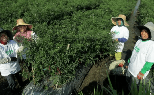 FnB Agritech : FnB Tech