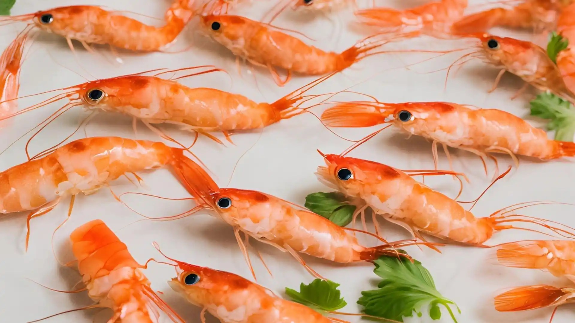 How to successfully raise aquaponics shrimp