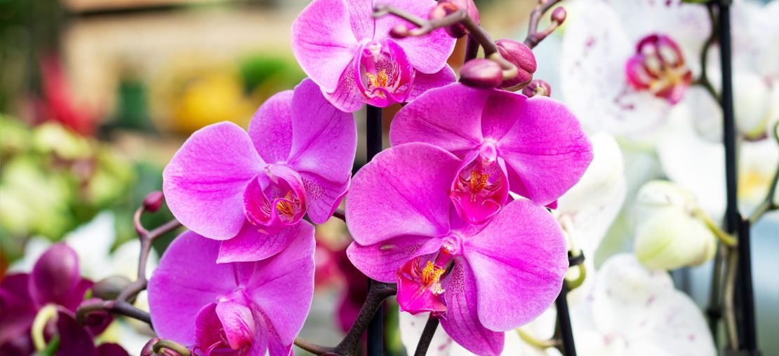 Como Fazer Muda de Orquídea: Guia Completo Para Iniciantes