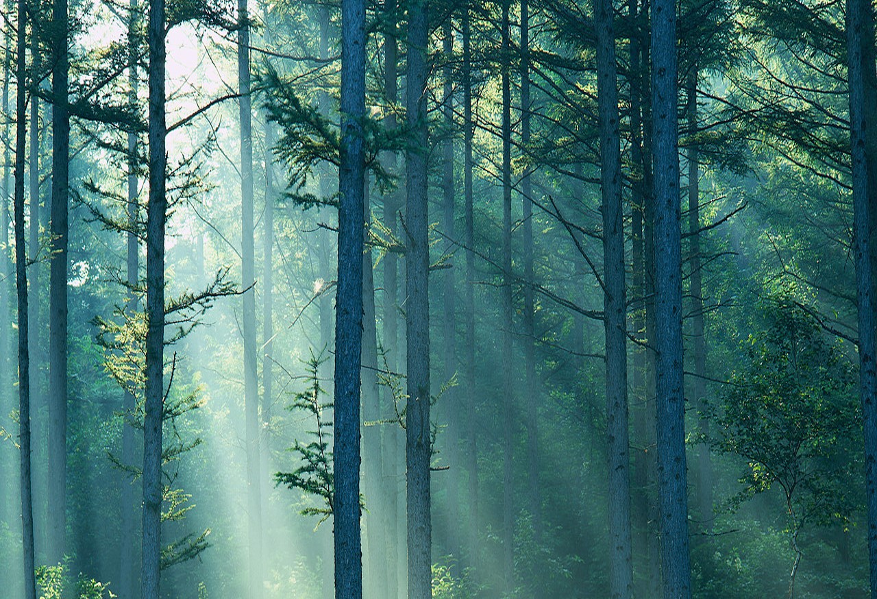 Serenity in forest with sunlight streaming through the trees