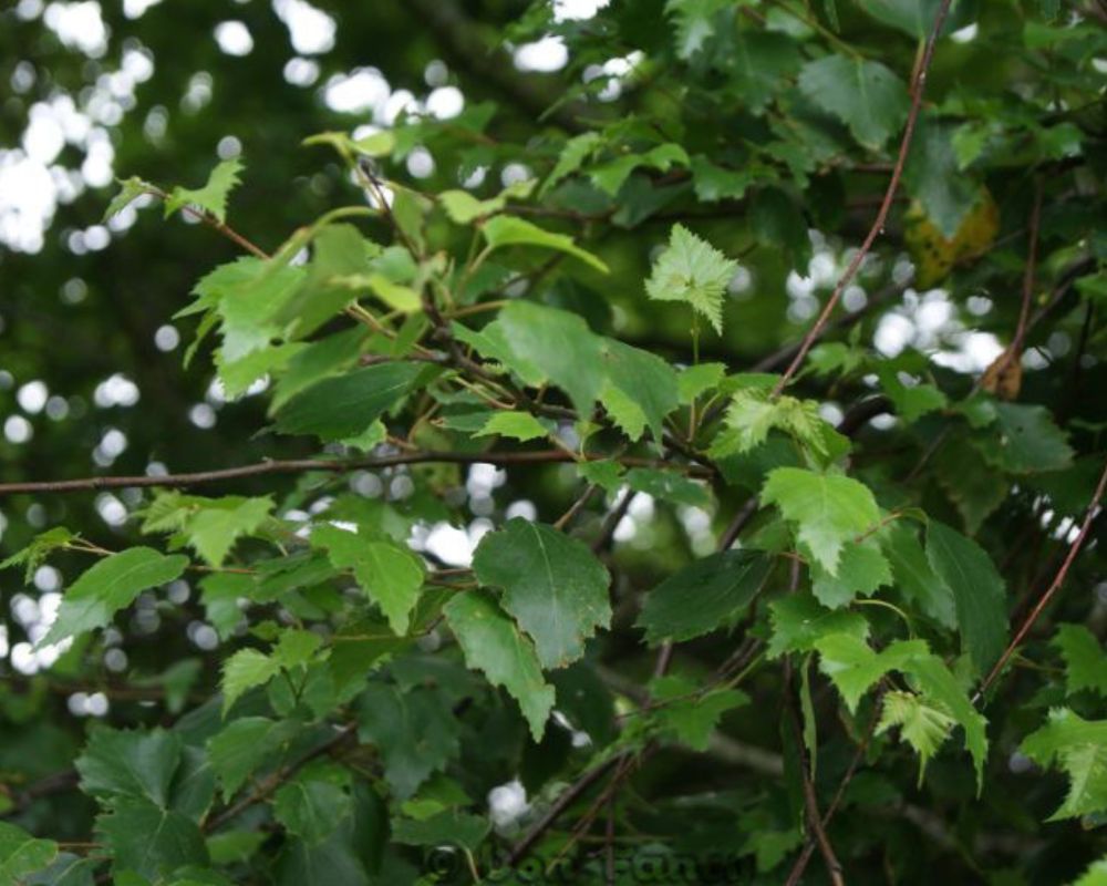 Spiselige planter Birk - Foderhulen.dk
