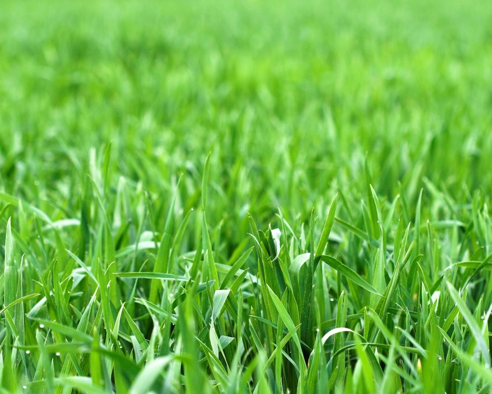 Spiselige planter Græs - Foderhulen.dk
