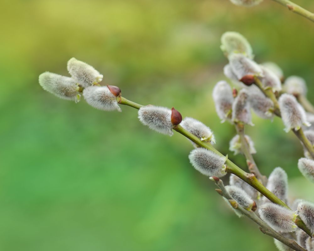 Spiselige planter Pil - Foderhulen.dk