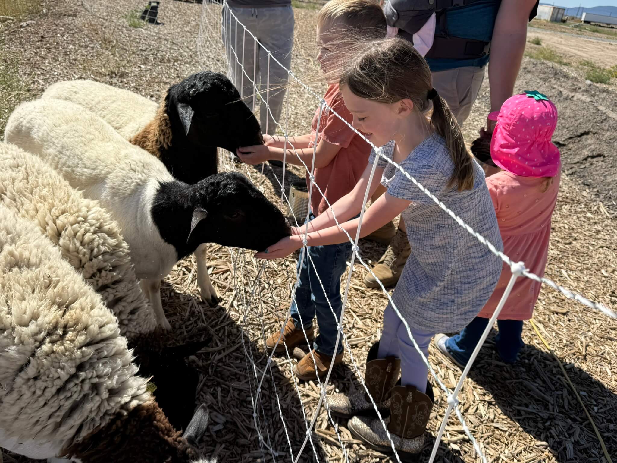 Feed the Sheep