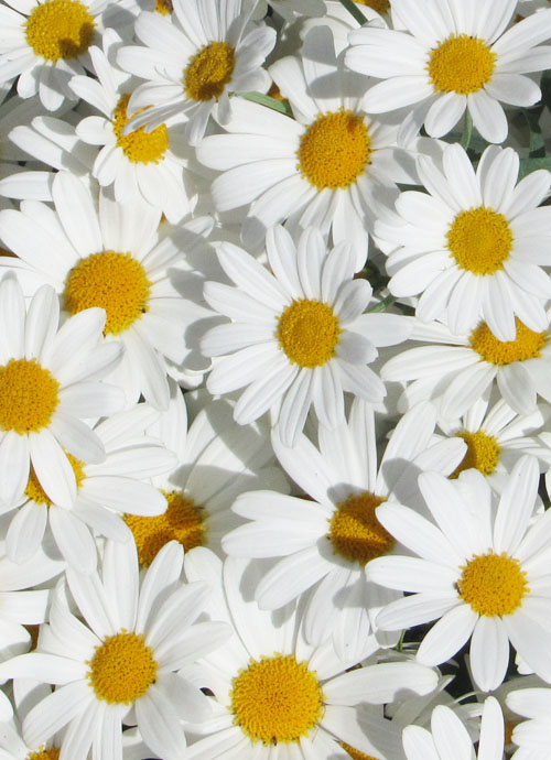 daisies