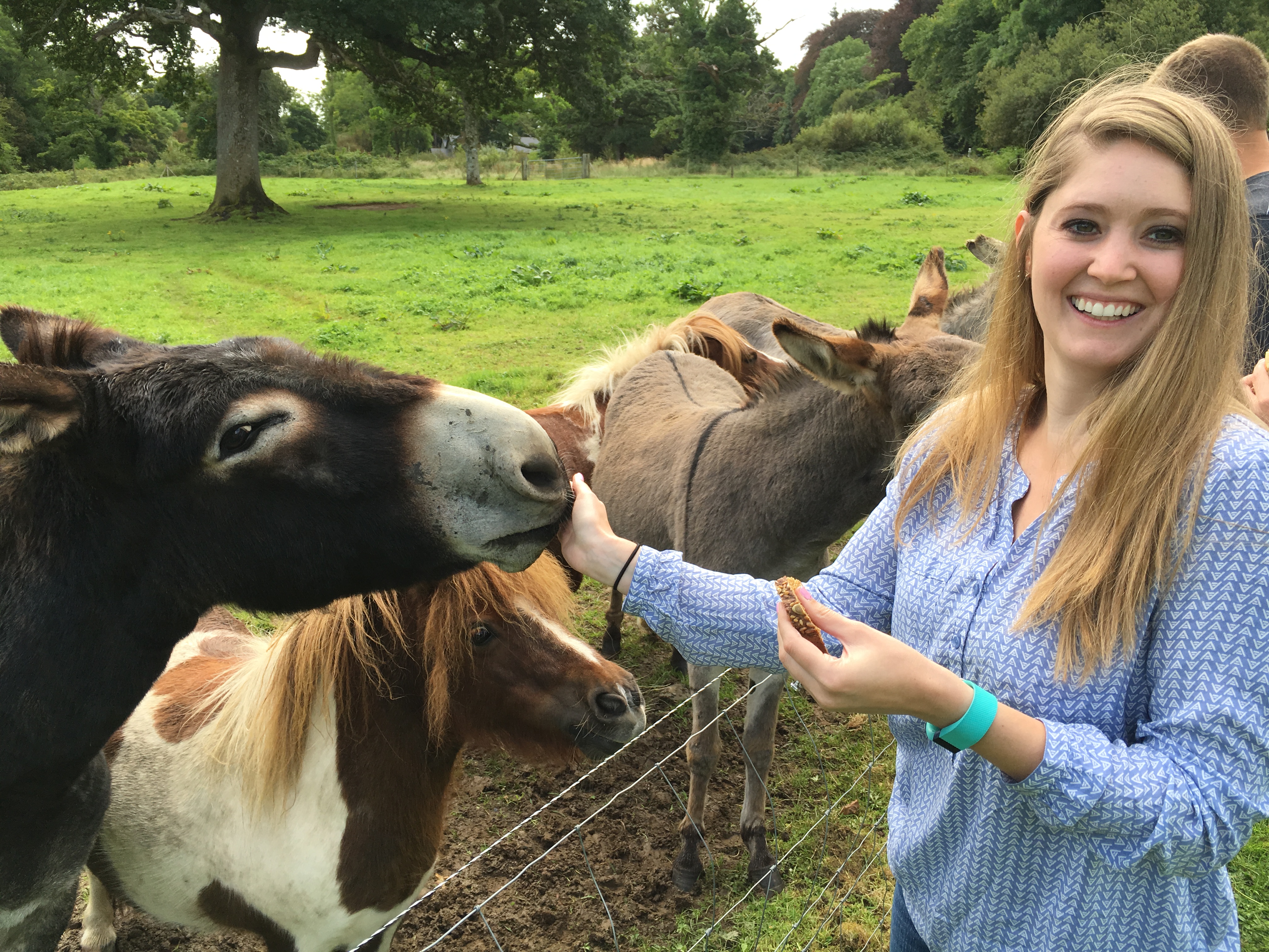 Donkeys we got to feed
