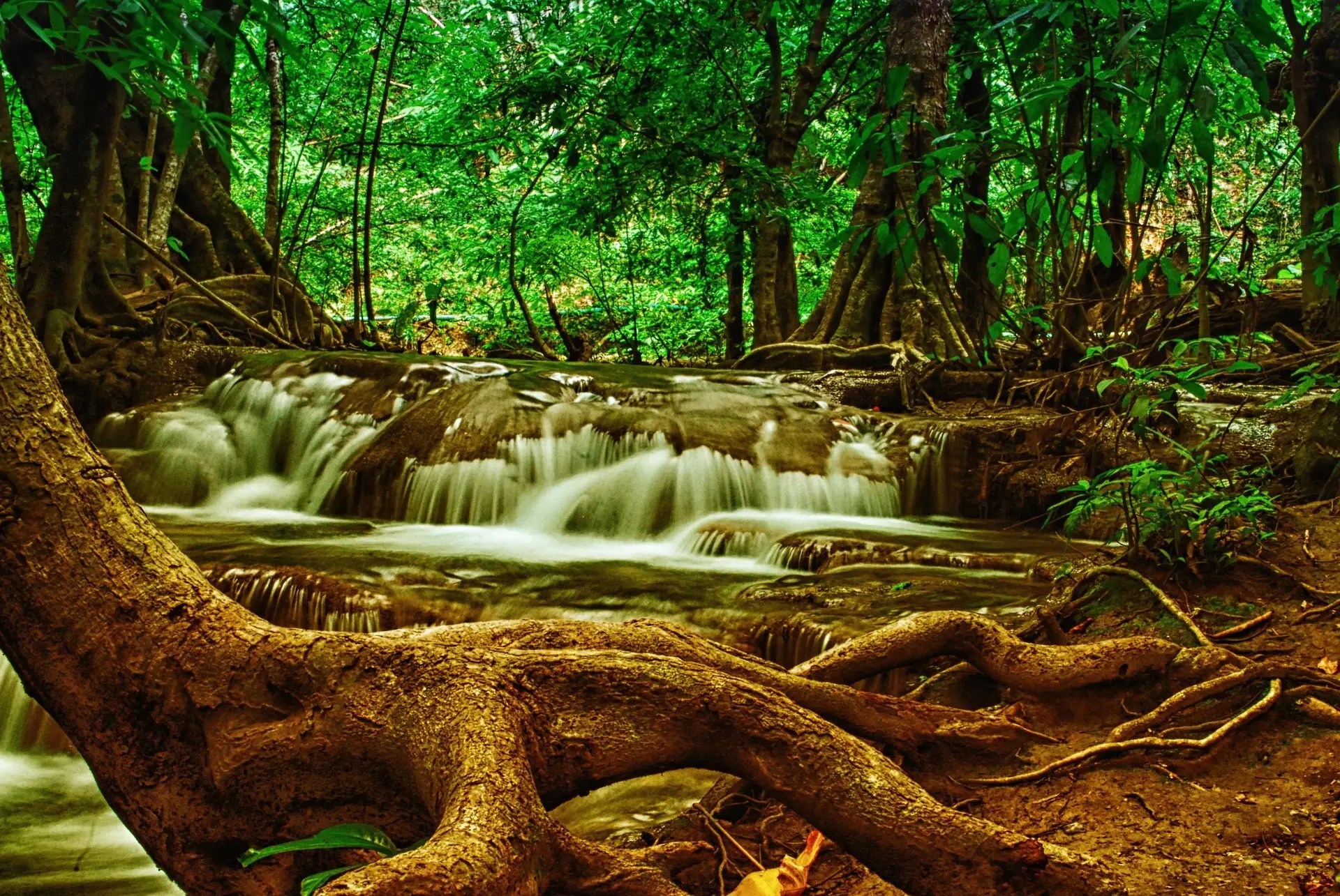 rooted tree 3