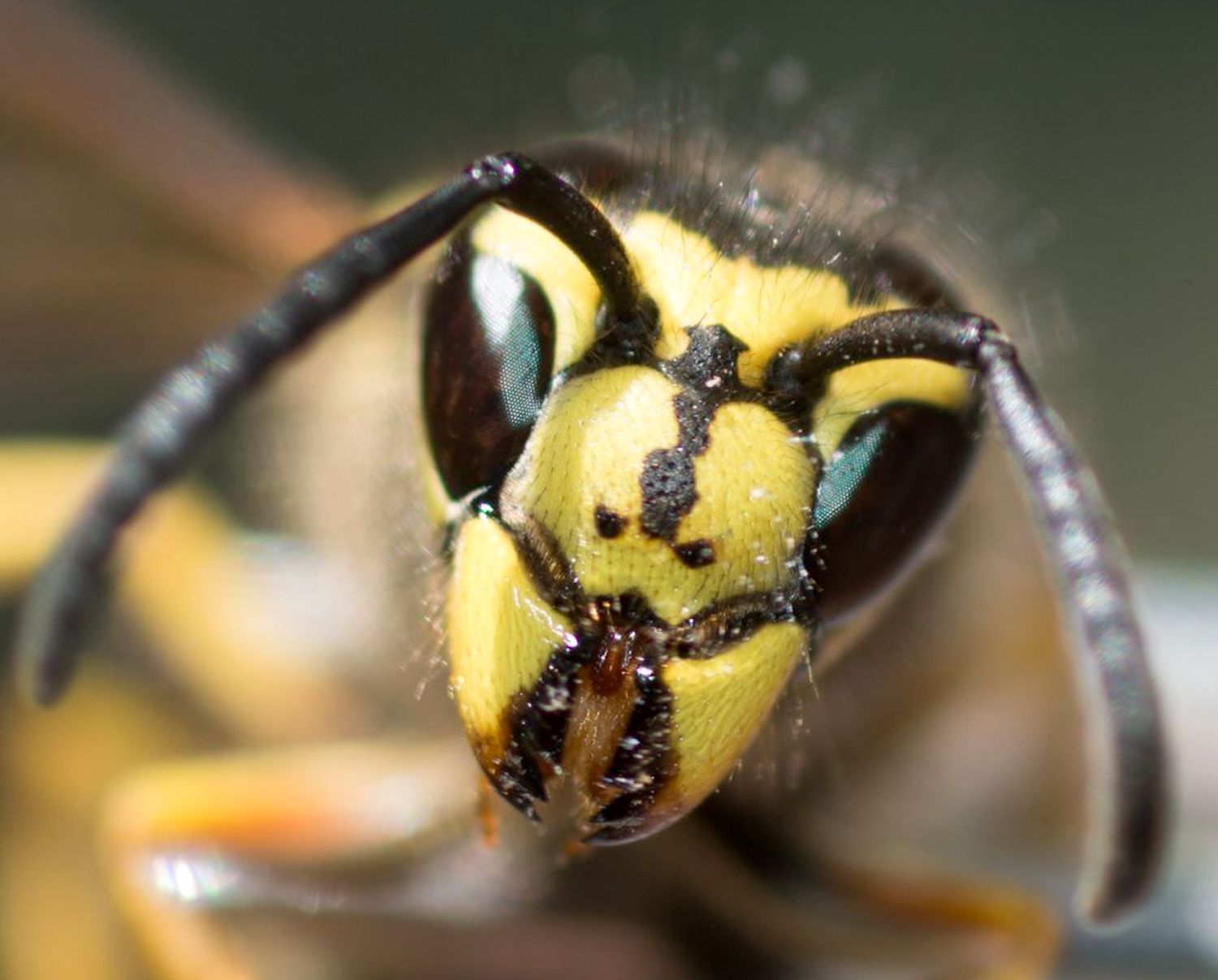 A. Yellowjacket
