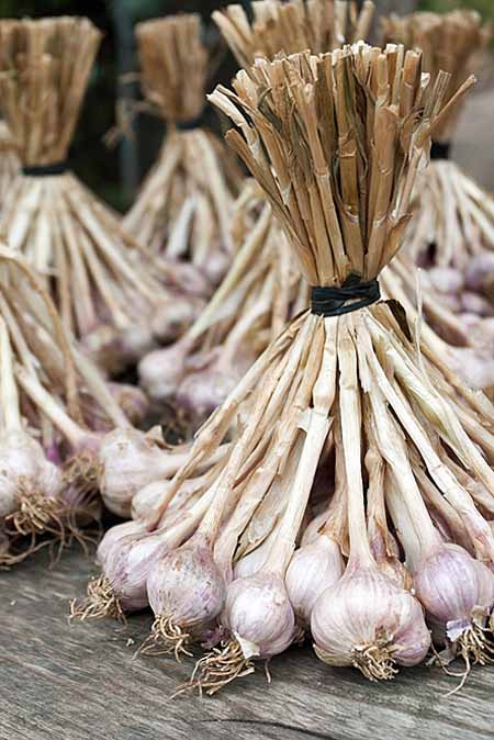How to store fresh garlic from the garden
