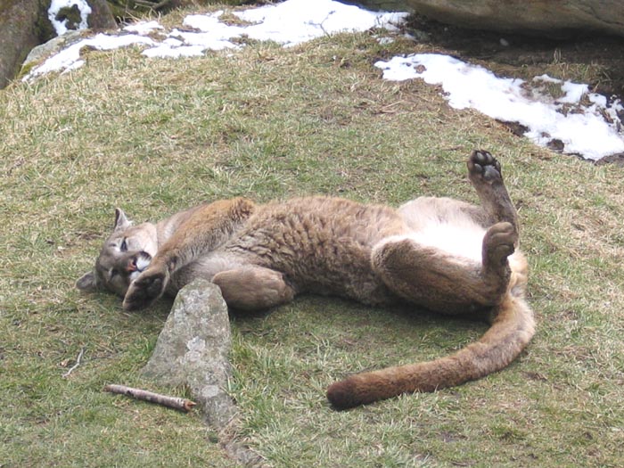 La chaussure de twirling préférée des . Cougars at Grandfather Mountain