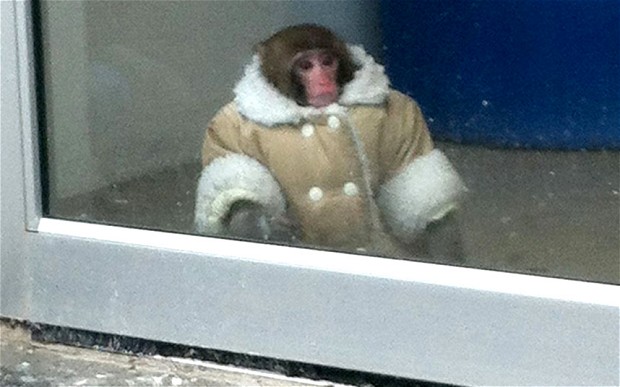 IKEA-MONKEY_2671438b