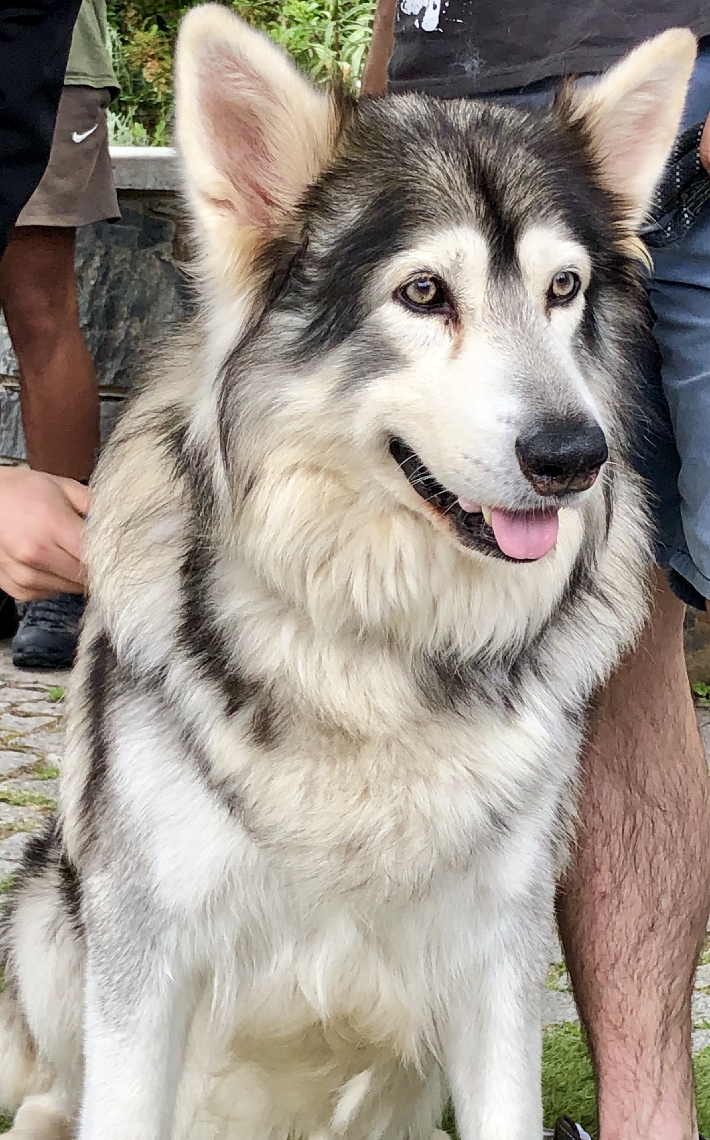 Odin