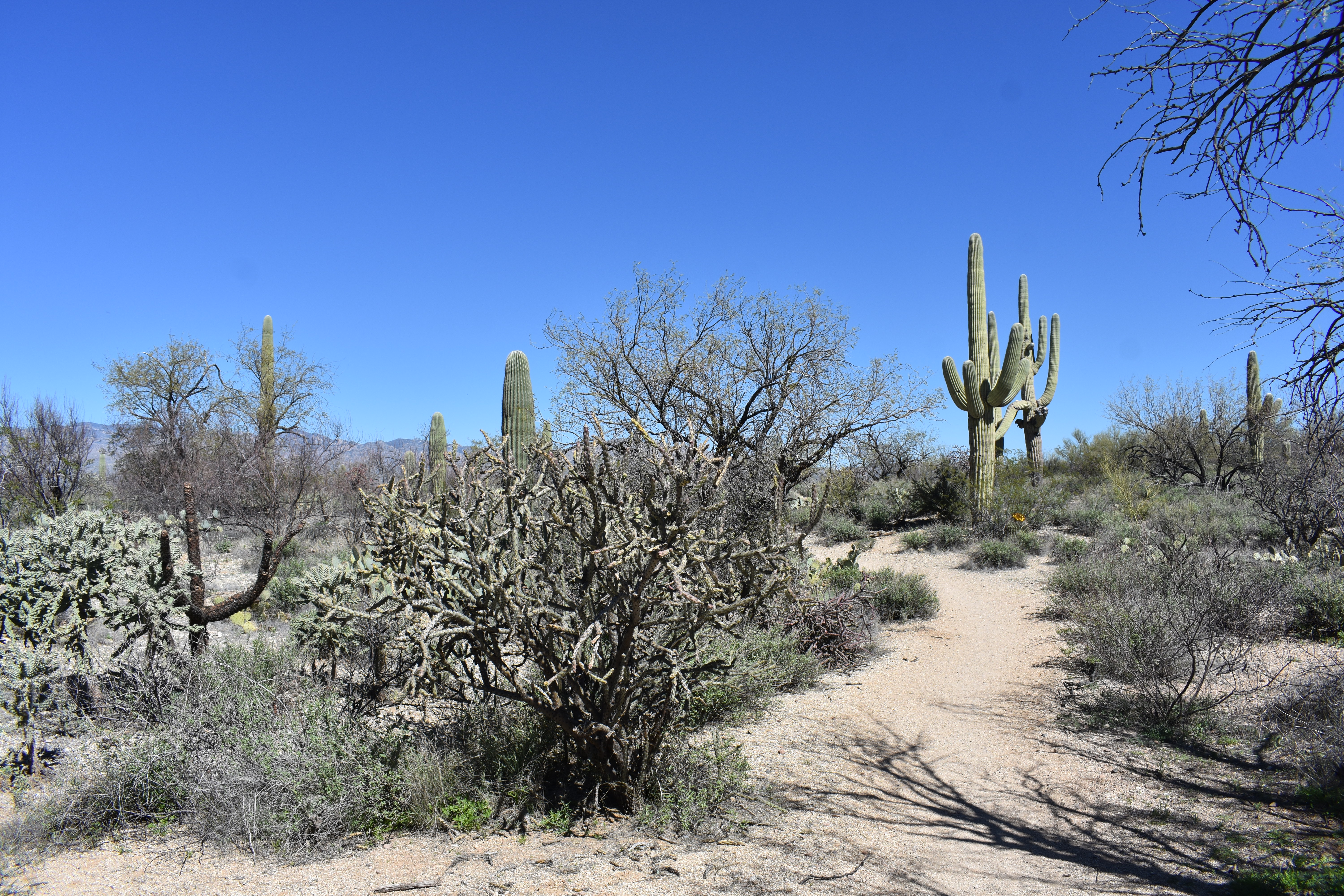 Cactus Forest Trail, Saguaro National Park, East District- Tucson