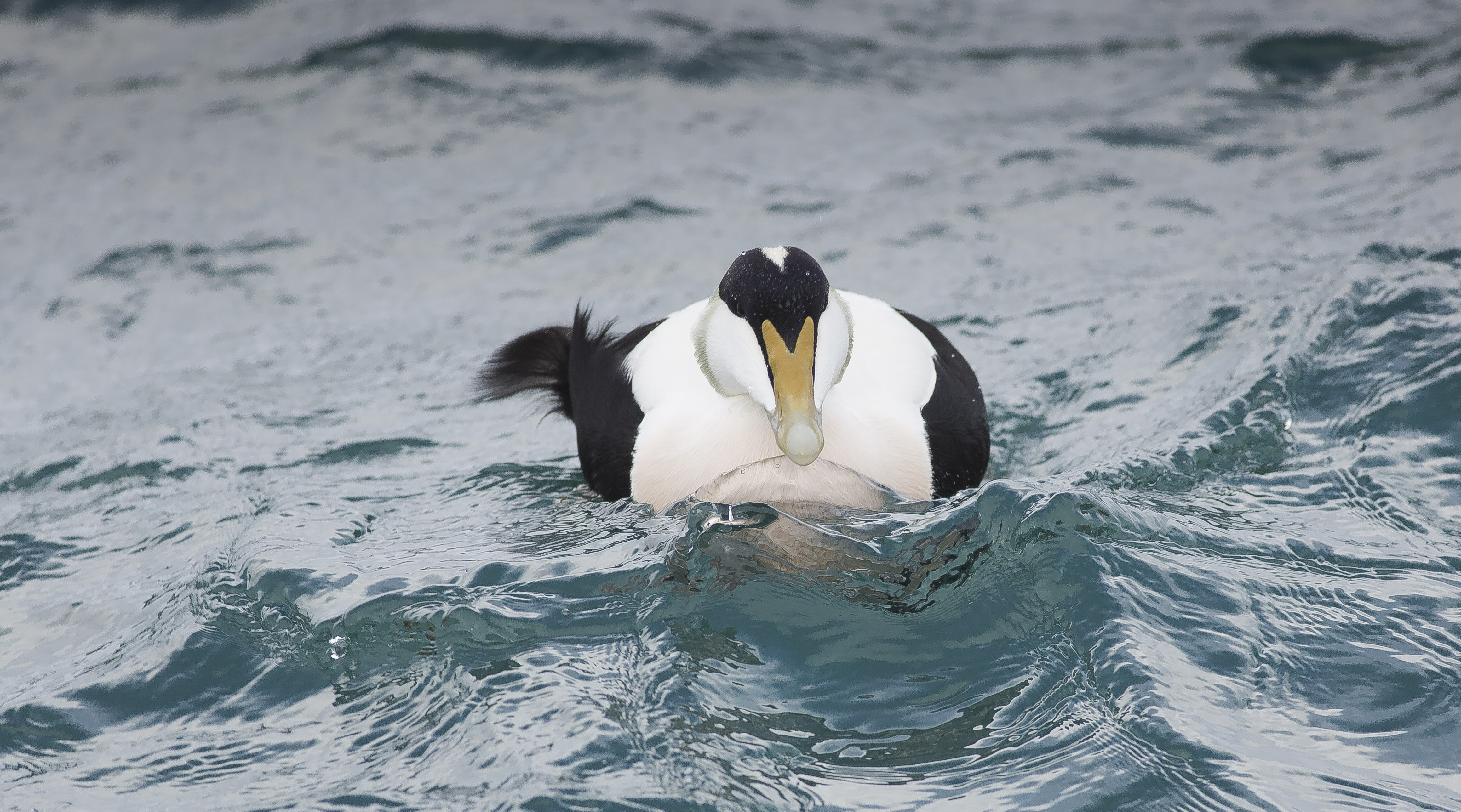 Eider Canon