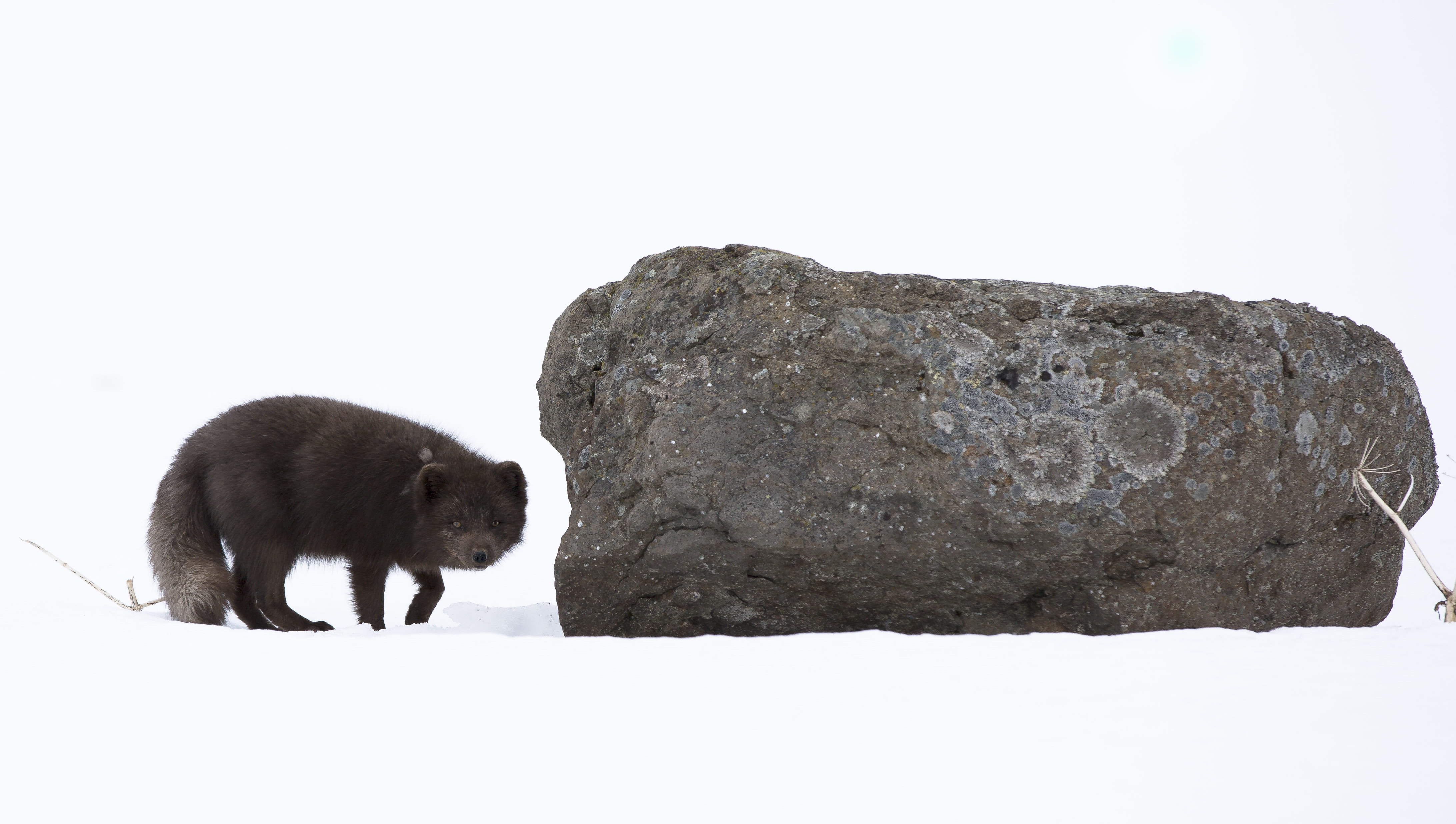 arctic fox