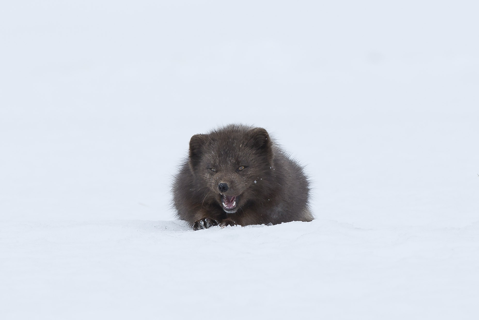 Arctic fox canon