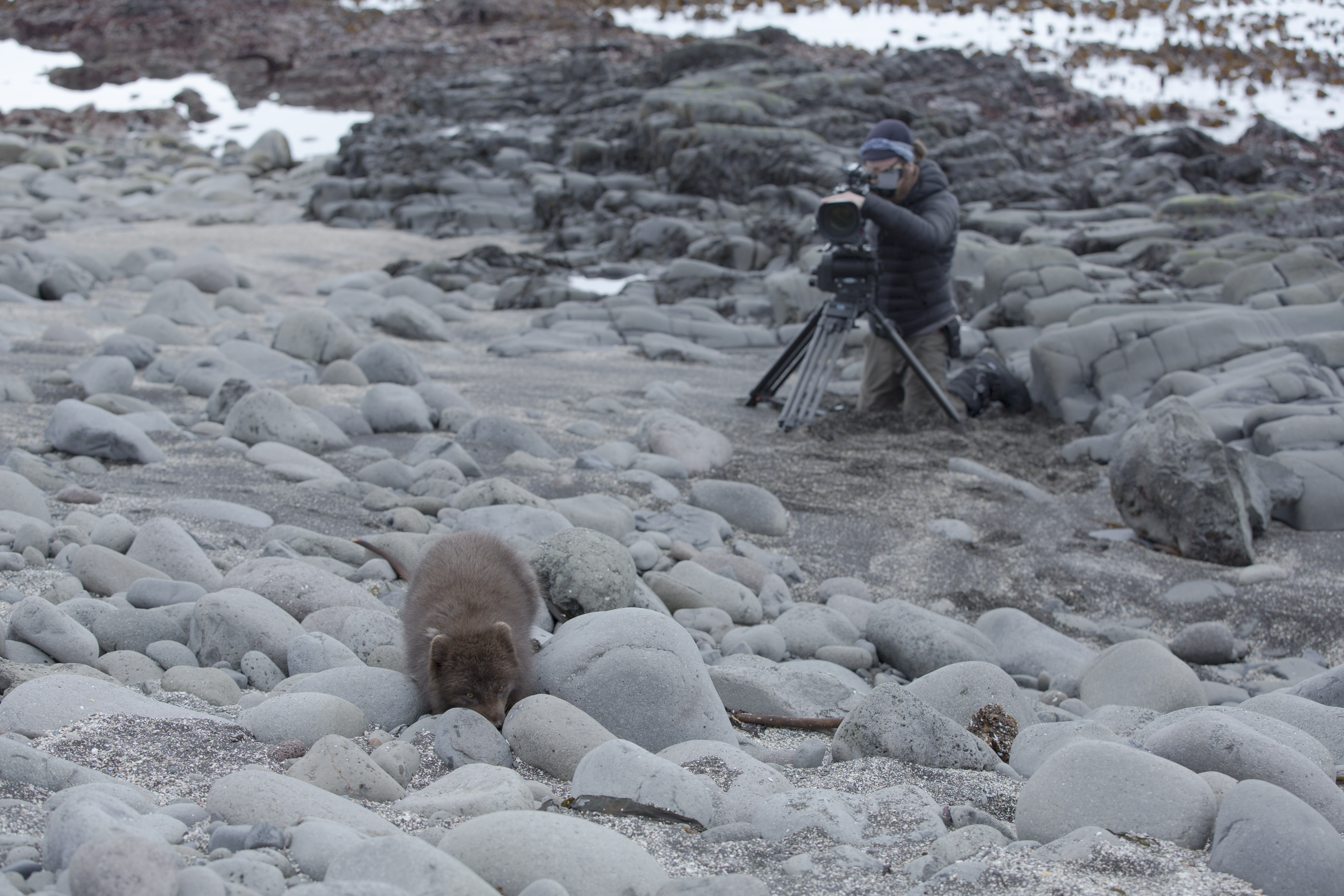 Arctic fox wildlife filming Canon