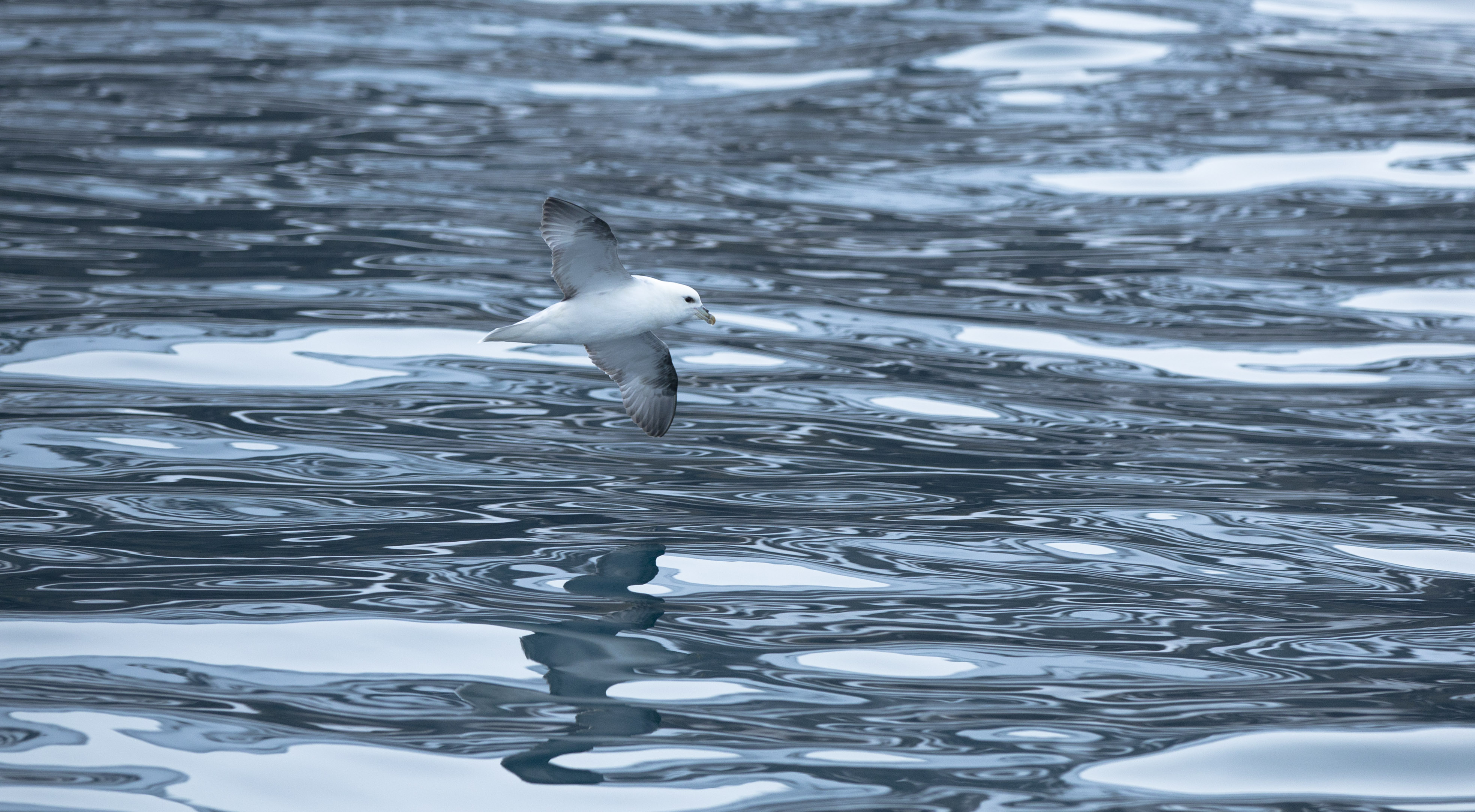 Fulmar 5d Hornstarndir