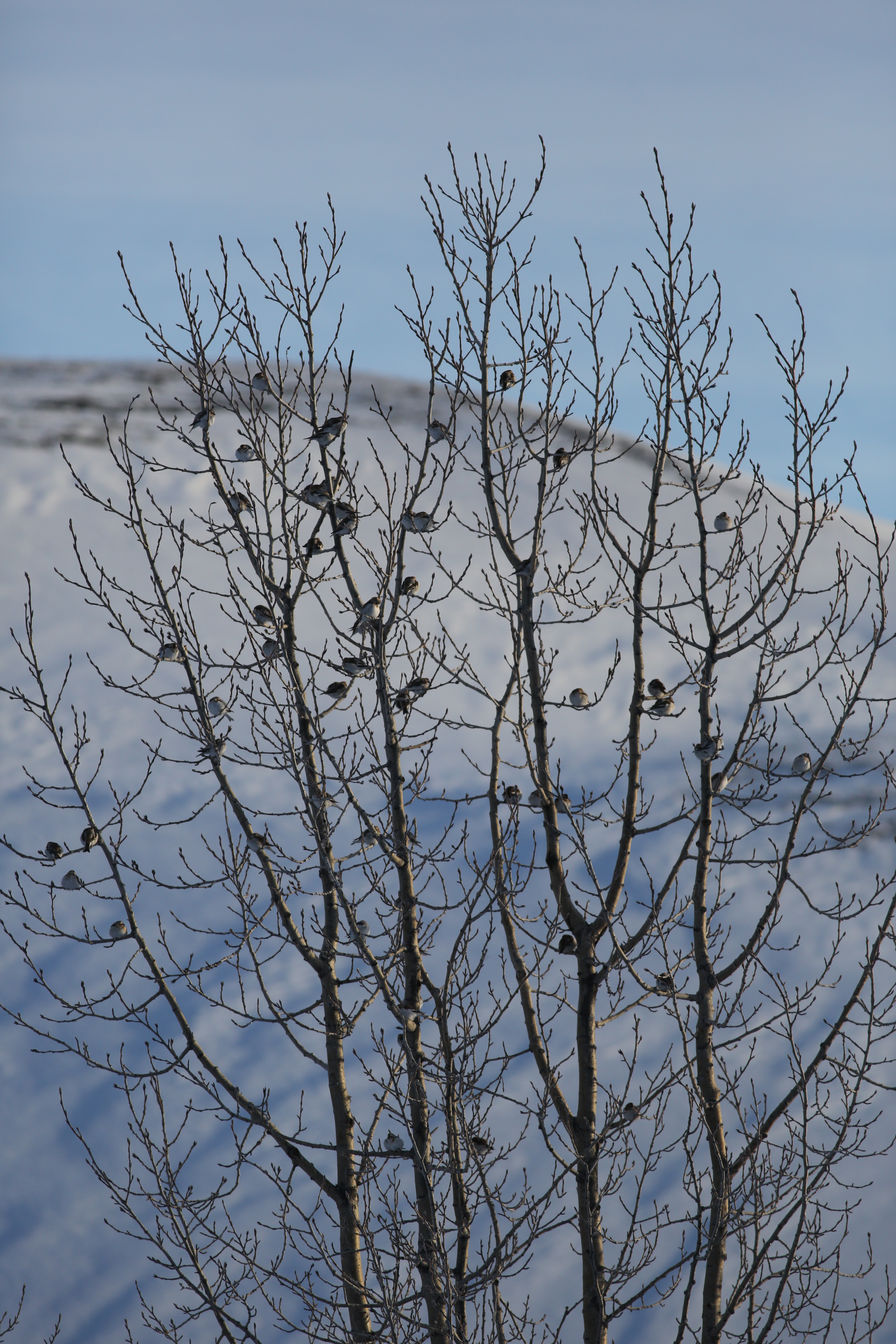 Snow bunting Myvatn canon