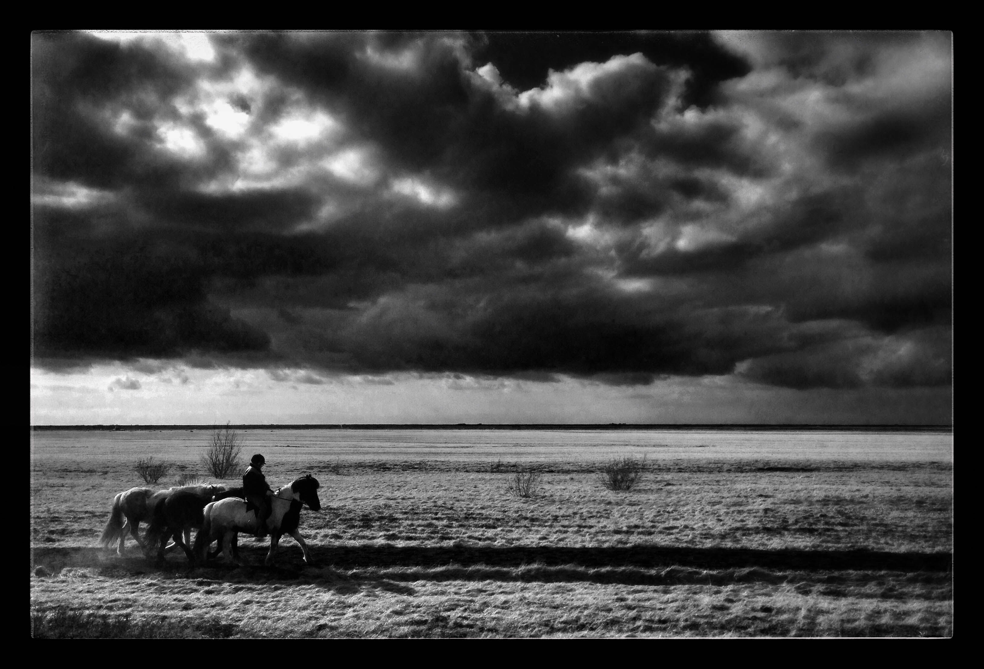 Icelandic horses by the road