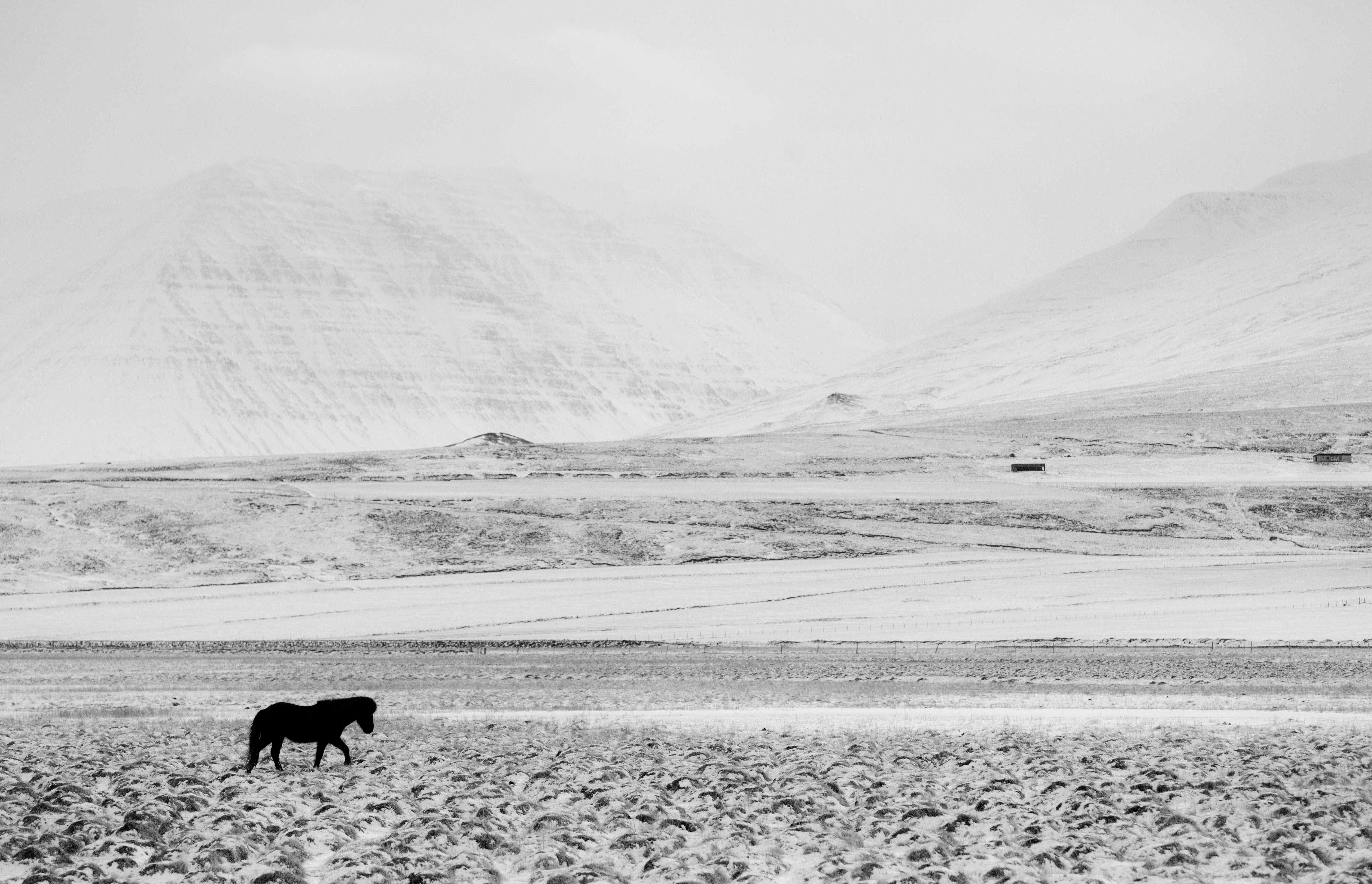 Icelandic horse landscape leica